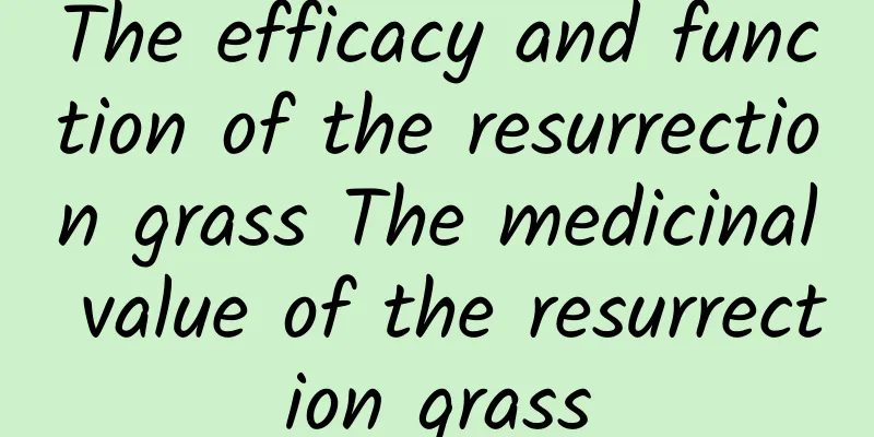 The efficacy and function of the resurrection grass The medicinal value of the resurrection grass