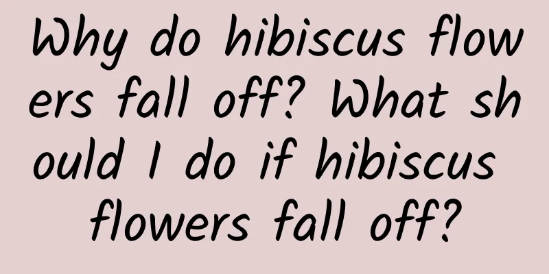 Why do hibiscus flowers fall off? What should I do if hibiscus flowers fall off?