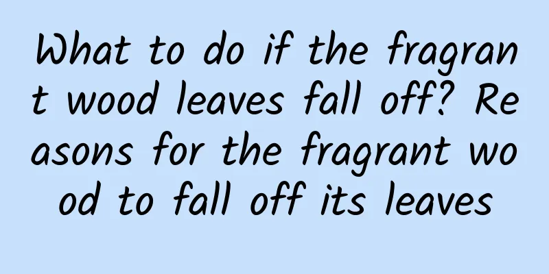 What to do if the fragrant wood leaves fall off? Reasons for the fragrant wood to fall off its leaves