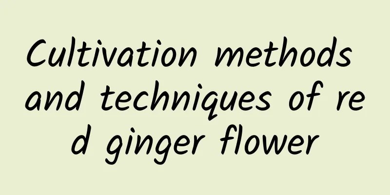 Cultivation methods and techniques of red ginger flower