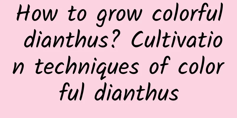 How to grow colorful dianthus? Cultivation techniques of colorful dianthus