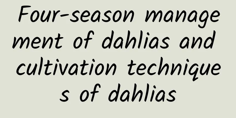 Four-season management of dahlias and cultivation techniques of dahlias