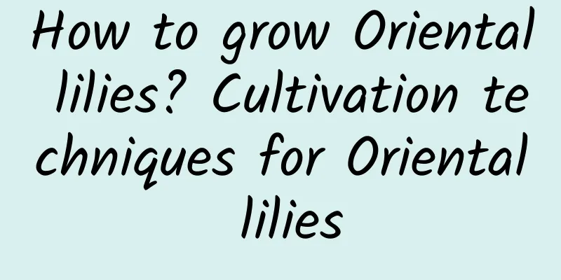 How to grow Oriental lilies? Cultivation techniques for Oriental lilies