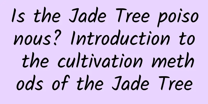 Is the Jade Tree poisonous? Introduction to the cultivation methods of the Jade Tree