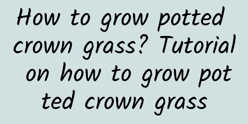 How to grow potted crown grass? Tutorial on how to grow potted crown grass