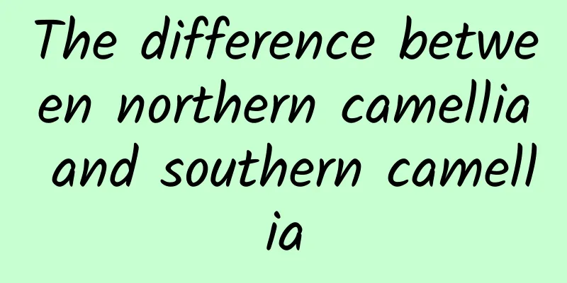 The difference between northern camellia and southern camellia