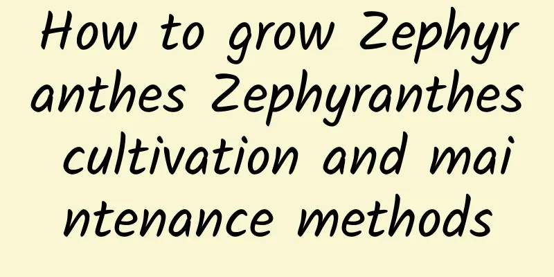 How to grow Zephyranthes Zephyranthes cultivation and maintenance methods