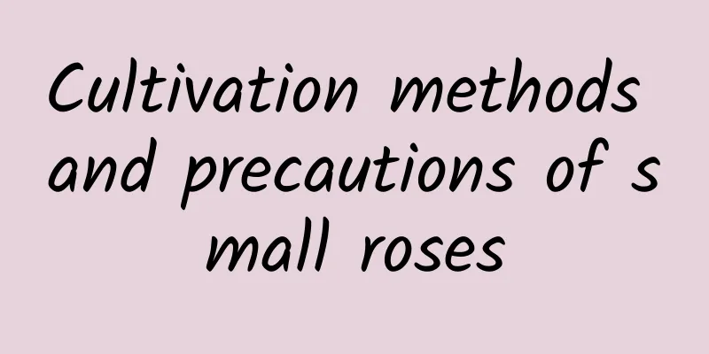 Cultivation methods and precautions of small roses