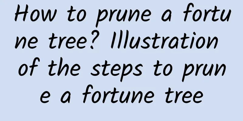 How to prune a fortune tree? Illustration of the steps to prune a fortune tree