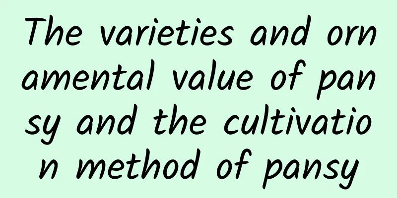 The varieties and ornamental value of pansy and the cultivation method of pansy