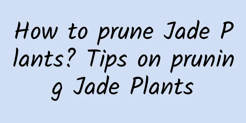 How to prune Jade Plants? Tips on pruning Jade Plants