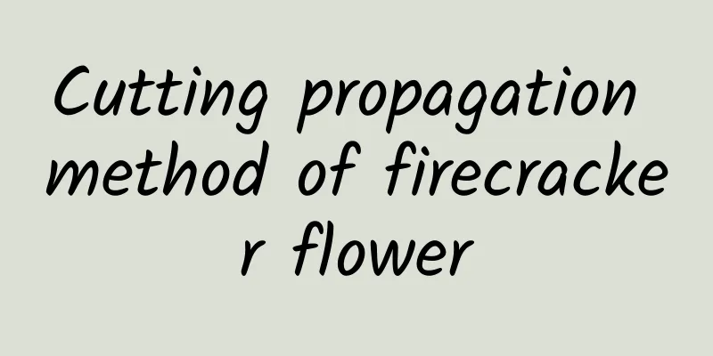 Cutting propagation method of firecracker flower