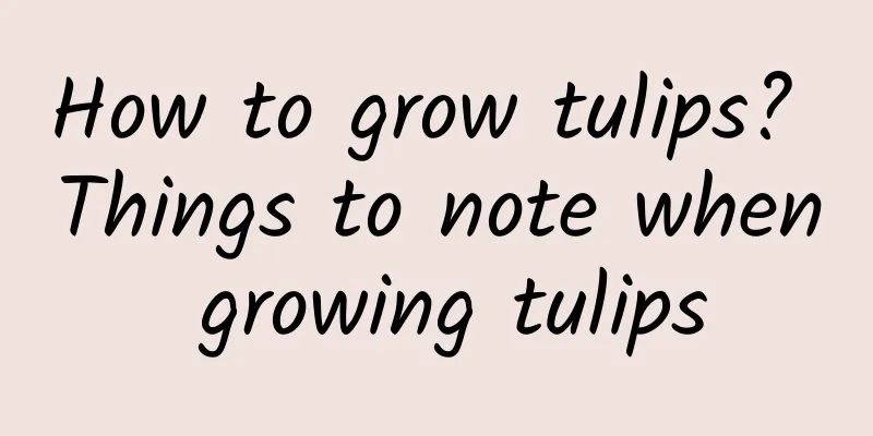 How to grow tulips? Things to note when growing tulips