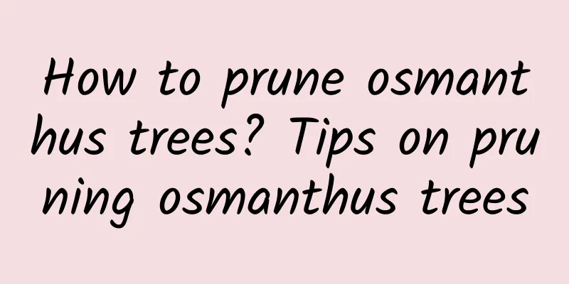 How to prune osmanthus trees? Tips on pruning osmanthus trees