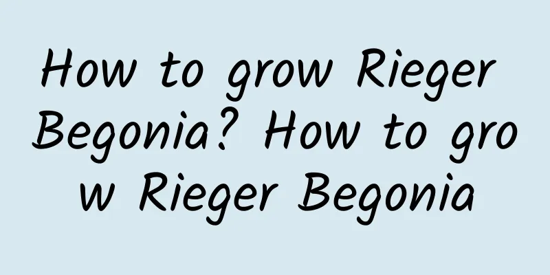 How to grow Rieger Begonia? How to grow Rieger Begonia