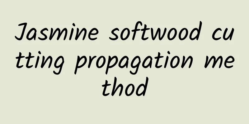 Jasmine softwood cutting propagation method