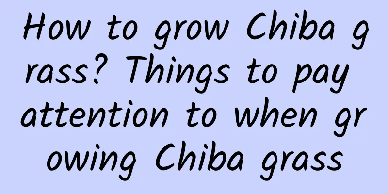 How to grow Chiba grass? Things to pay attention to when growing Chiba grass