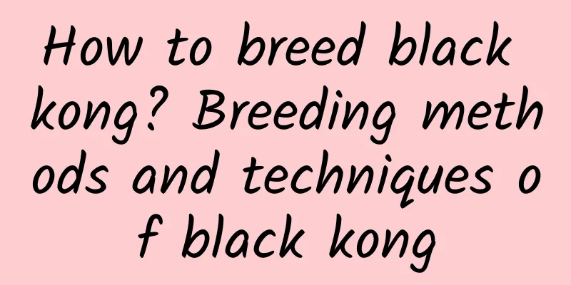 How to breed black kong? Breeding methods and techniques of black kong