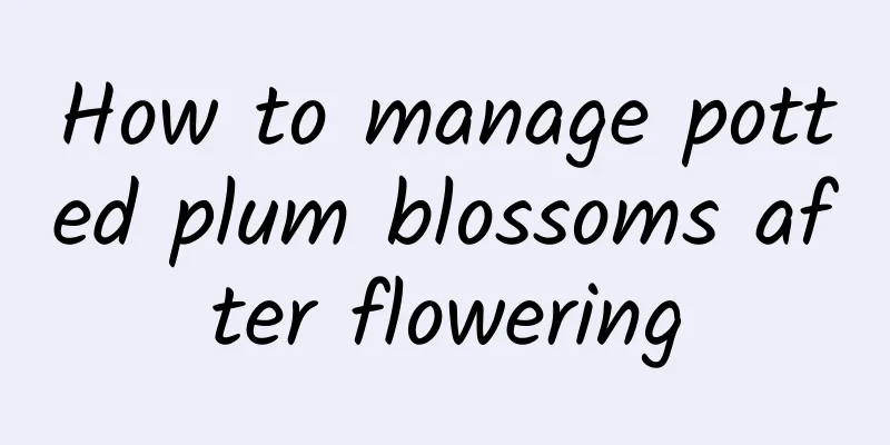 How to manage potted plum blossoms after flowering