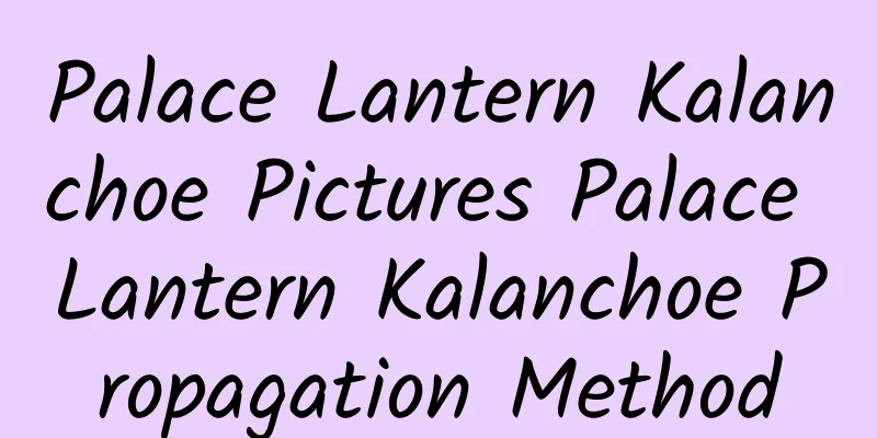 Palace Lantern Kalanchoe Pictures Palace Lantern Kalanchoe Propagation Method