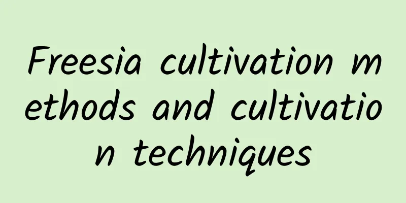 Freesia cultivation methods and cultivation techniques