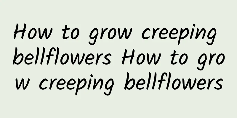 How to grow creeping bellflowers How to grow creeping bellflowers