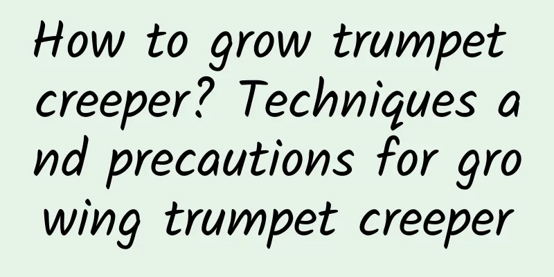 How to grow trumpet creeper? Techniques and precautions for growing trumpet creeper