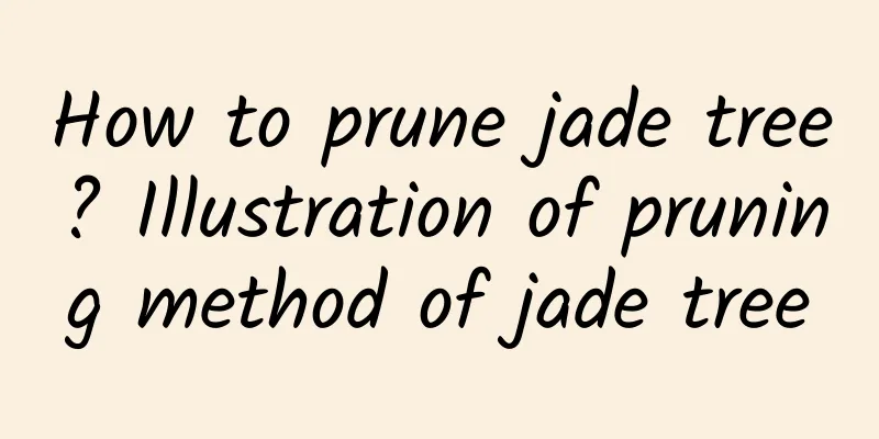 How to prune jade tree? Illustration of pruning method of jade tree