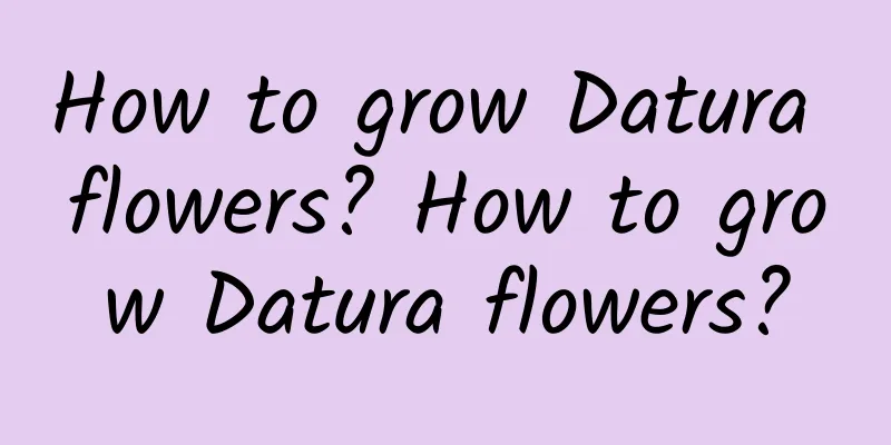 How to grow Datura flowers? How to grow Datura flowers?