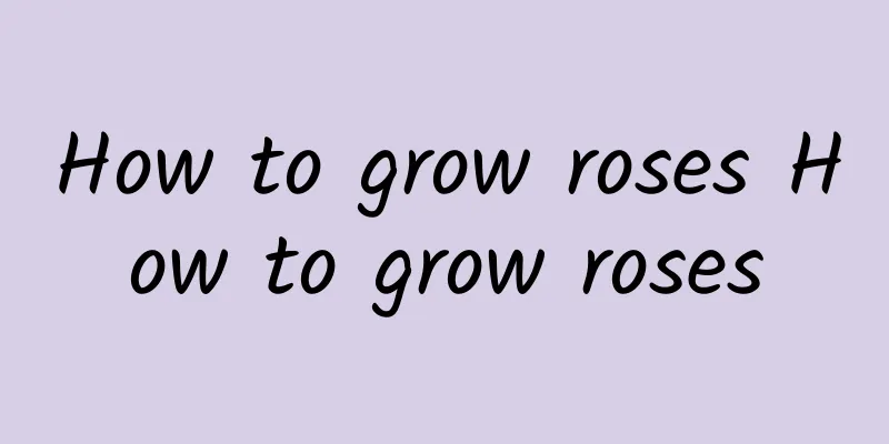 How to grow roses How to grow roses