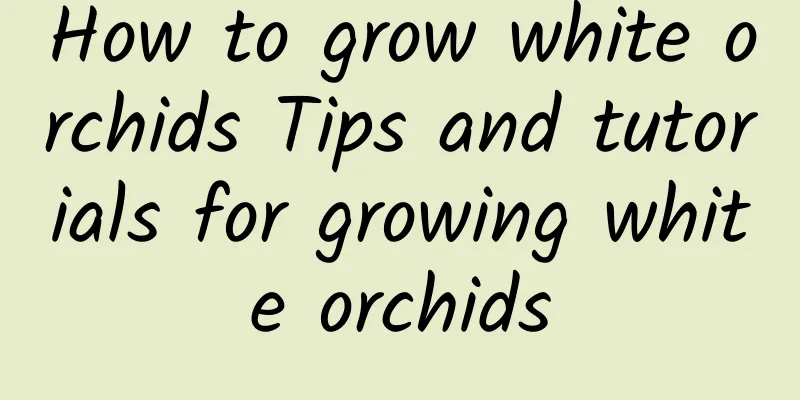 How to grow white orchids Tips and tutorials for growing white orchids