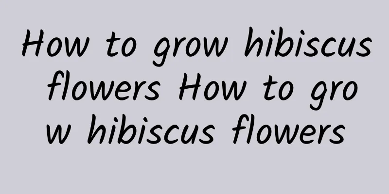 How to grow hibiscus flowers How to grow hibiscus flowers