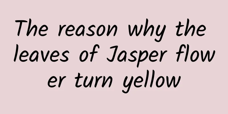 The reason why the leaves of Jasper flower turn yellow