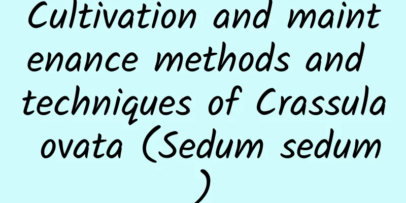 Cultivation and maintenance methods and techniques of Crassula ovata (Sedum sedum)