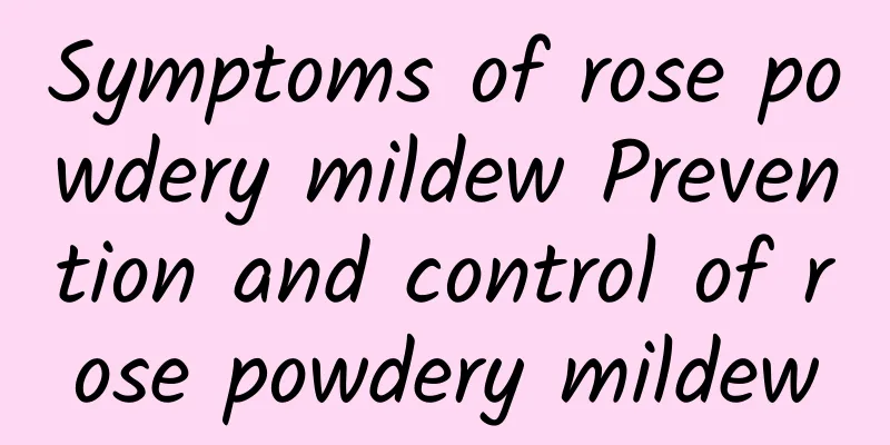 Symptoms of rose powdery mildew Prevention and control of rose powdery mildew