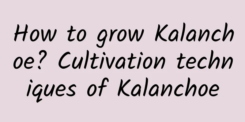 How to grow Kalanchoe? Cultivation techniques of Kalanchoe