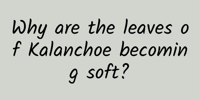 Why are the leaves of Kalanchoe becoming soft?