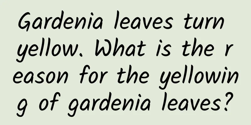 Gardenia leaves turn yellow. What is the reason for the yellowing of gardenia leaves?