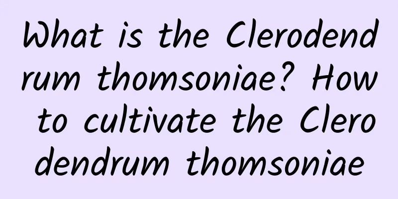 What is the Clerodendrum thomsoniae? How to cultivate the Clerodendrum thomsoniae