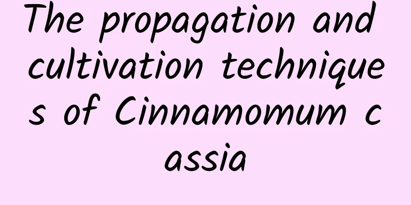 The propagation and cultivation techniques of Cinnamomum cassia