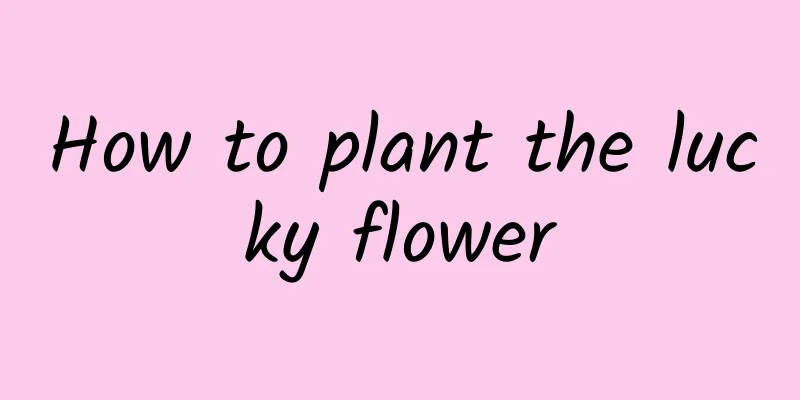 How to plant the lucky flower