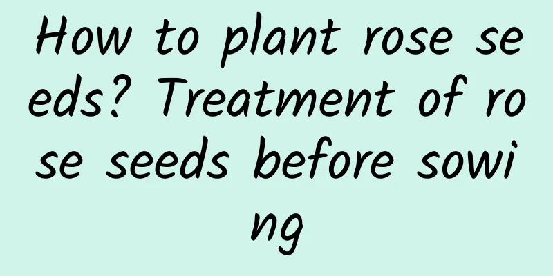 How to plant rose seeds? Treatment of rose seeds before sowing