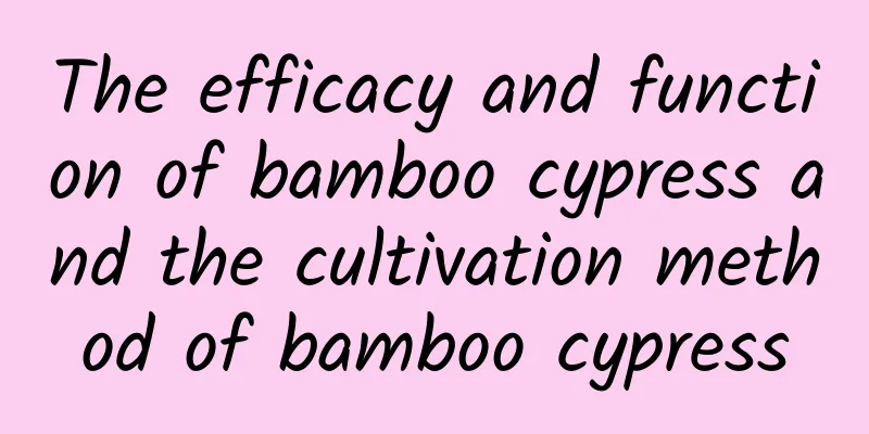 The efficacy and function of bamboo cypress and the cultivation method of bamboo cypress