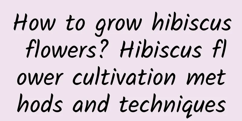 How to grow hibiscus flowers? Hibiscus flower cultivation methods and techniques