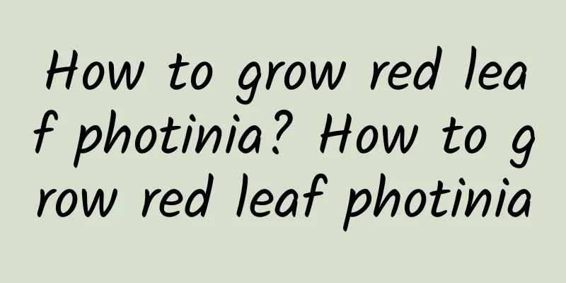 How to grow red leaf photinia? How to grow red leaf photinia