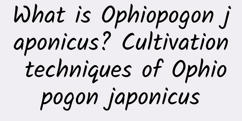 What is Ophiopogon japonicus? Cultivation techniques of Ophiopogon japonicus