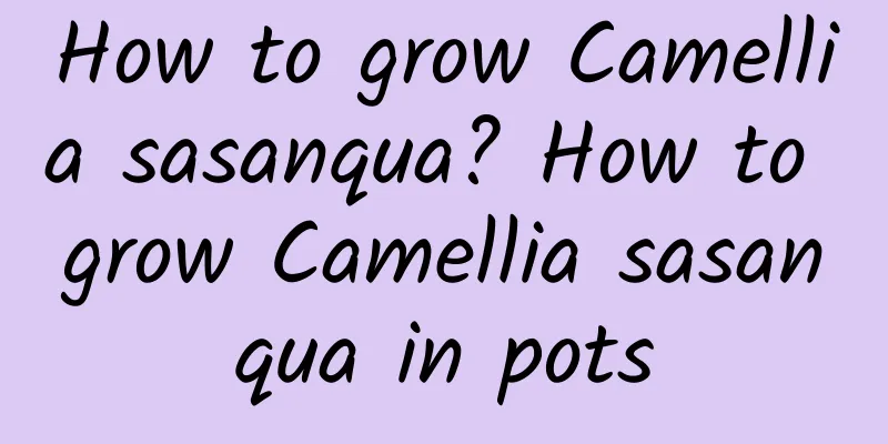 How to grow Camellia sasanqua? How to grow Camellia sasanqua in pots