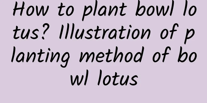 How to plant bowl lotus? Illustration of planting method of bowl lotus