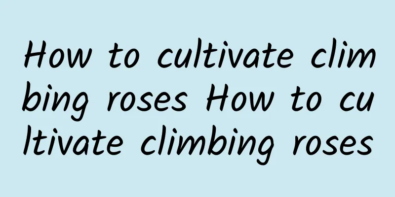 How to cultivate climbing roses How to cultivate climbing roses