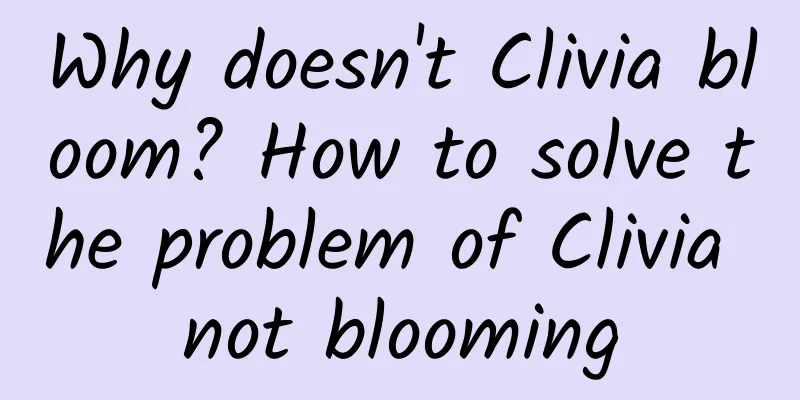 Why doesn't Clivia bloom? How to solve the problem of Clivia not blooming